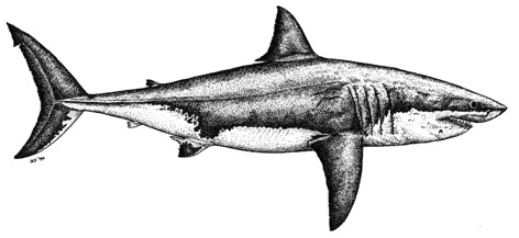 Carcharodon carcharias